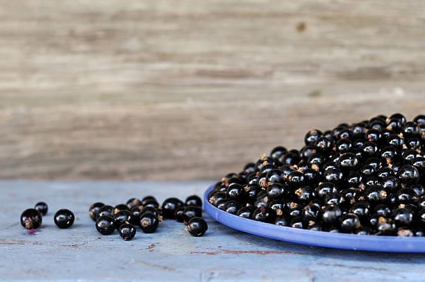 acai bien fais sauvages