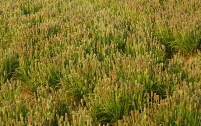 Psyllium : Effets, bienfaits et contre-indications