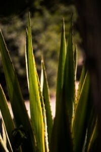 closeup photography of Aloe vera plant