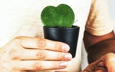 Les meilleurs plantes pour soigner le coeur, notre avis.