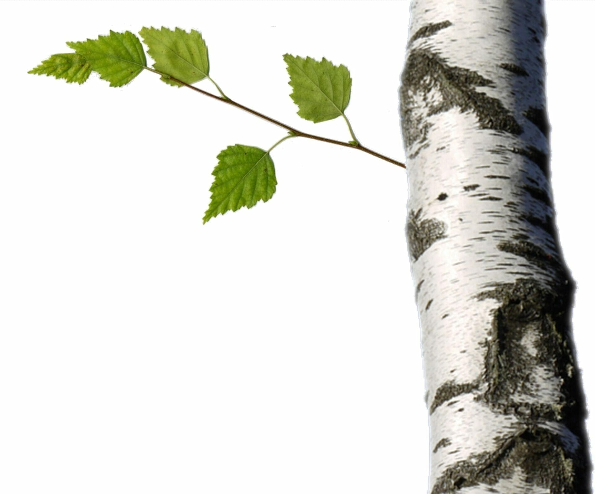 bruleur de graisse naturel