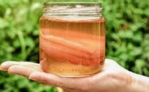 kombucha scoby